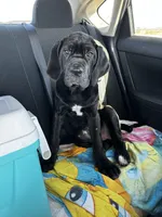 Luxe , a female Neapolitan Mastiff for sale in Las Vegas, NV – Photo 4 of 8