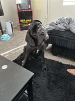 Luxe , a female Neapolitan Mastiff for sale in Las Vegas, NV – Photo 5 of 8