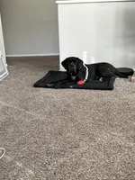 Luxe , a female Neapolitan Mastiff for sale in Las Vegas, NV – Photo 8 of 8