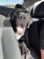 Luxe , a female Neapolitan Mastiff for sale in Las Vegas, NV – Photo 6 of 8