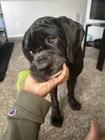 Luxe , a female Neapolitan Mastiff for sale in Las Vegas, NV – Photo 3 of 8