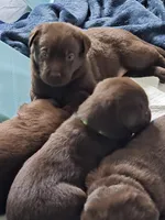 Chocolate Lab , a female Labrador Retriever for sale in Naselle, WA – Photo 2 of 10
