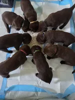 Chocolate Lab , a female Labrador Retriever for sale in Naselle, WA – Photo 7 of 10
