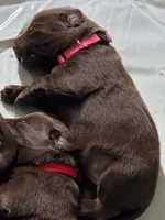 Chocolate Lab , a female Labrador Retriever for sale in Naselle, WA – Photo 5 of 10