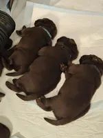 Chocolate Lab , a female Labrador Retriever for sale in Naselle, WA – Photo 3 of 10