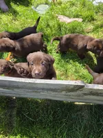 Chocolate Lab , a female Labrador Retriever for sale in Naselle, WA – Photo 9 of 10