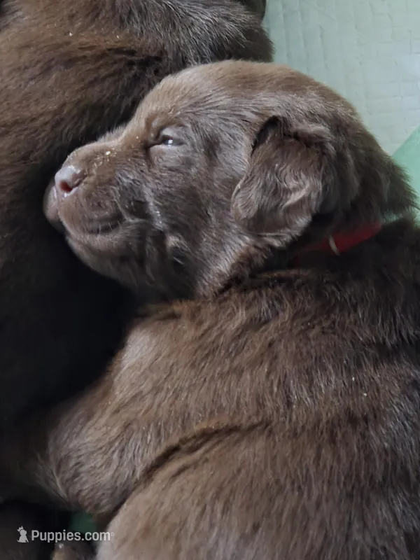 Chocolate Lab  – Labrador Retriever puppy for sale in Naselle, WA