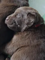 Chocolate Lab , a female Labrador Retriever for sale in Naselle, WA – Photo 1 of 10