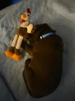 Chocolate Lab , a female Labrador Retriever for sale in Naselle, WA – Photo 4 of 10