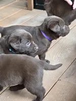 Chocolate Lab , a female Labrador Retriever for sale in Naselle, WA – Photo 6 of 10