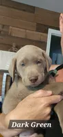 Red, a male Labrador Retriever for sale in Orland, CA – 3 of 10