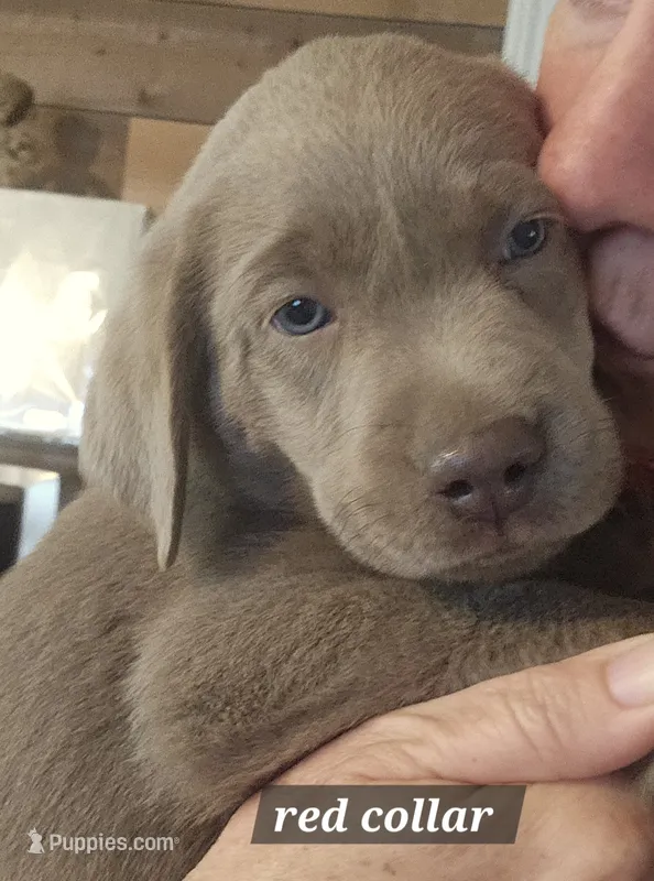Silver – Labrador Retriever puppy for sale in Orland, CA