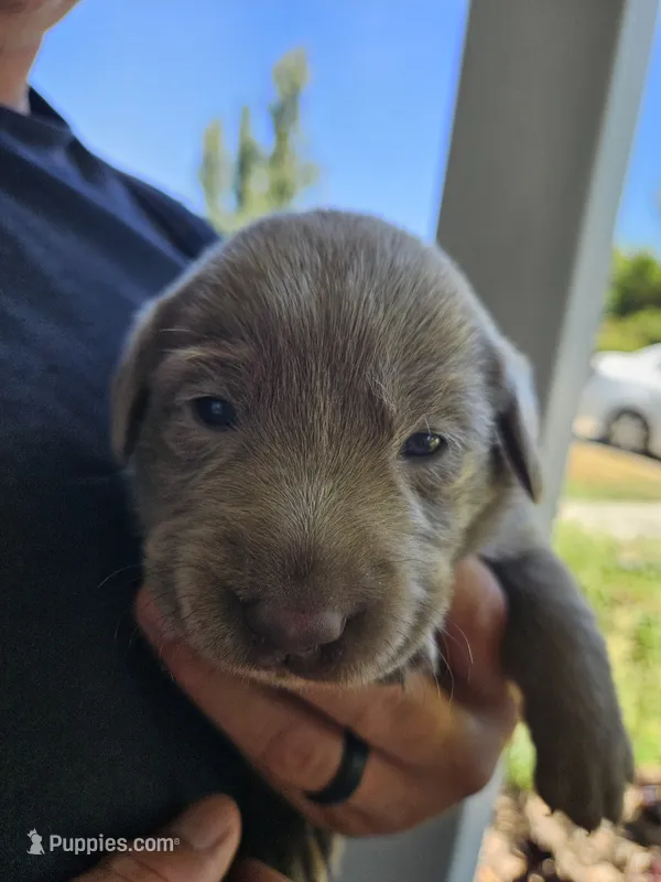 Orange – Labrador Retriever puppy for sale in Orland, CA
