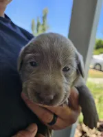 Orange, a female Labrador Retriever for sale in Orland, CA – 1 of 4