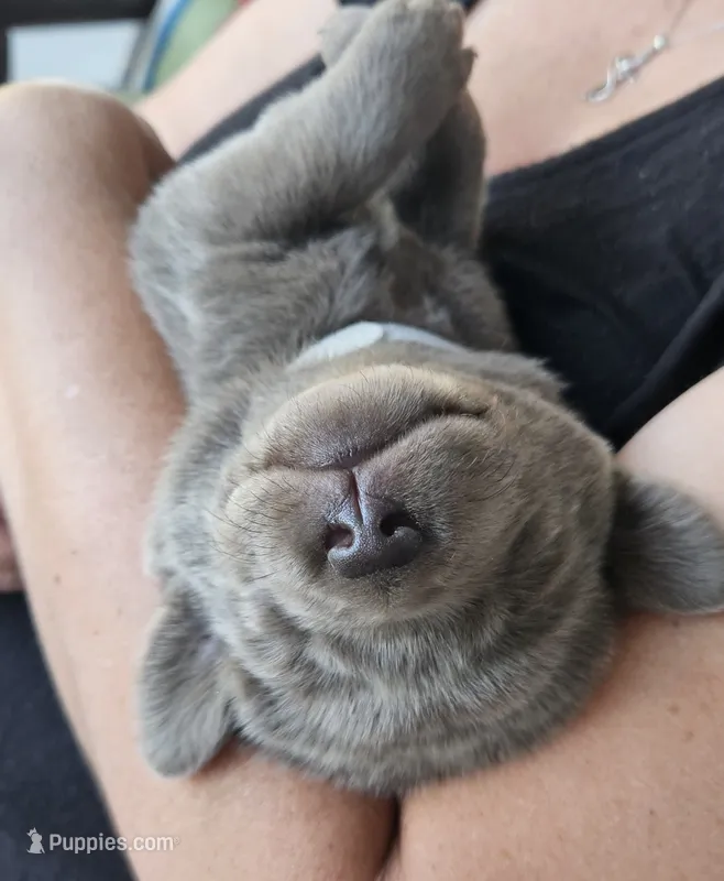 Silver – Labrador Retriever puppy for sale in Orland, CA