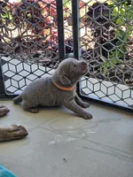 Orange, a female Labrador Retriever for sale in Orland, CA – 2 of 4