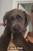 Red, a male Labrador Retriever for sale in Orland, CA – 5 of 10