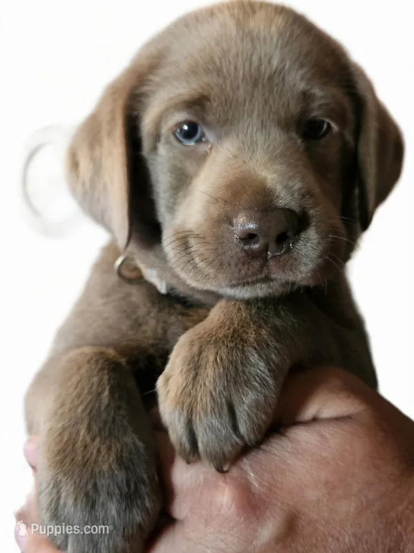 Silver – Labrador Retriever puppy for sale in Orland, CA