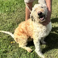 Lucy, a female Goldendoodle for sale in Groton, NY – Photo 5 of 5