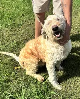 Lucy, a female Goldendoodle for sale in Groton, NY – Photo 5 of 5