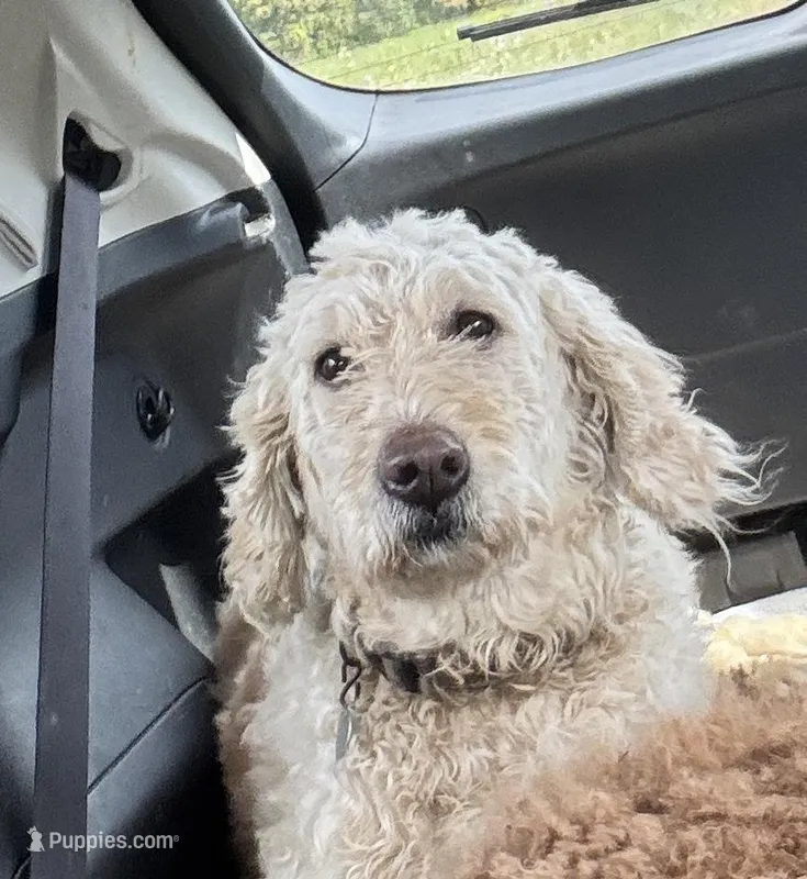 Lucy, a female Goldendoodle for sale in Groton, NY – Photo 1 of 5