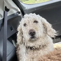 Lucy, a female Goldendoodle for sale in Groton, NY – Photo 1 of 5