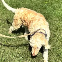 Lucy, a female Goldendoodle for sale in Groton, NY – Photo 3 of 5