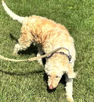 Lucy, a female Goldendoodle for sale in Groton, NY – Photo 3 of 5