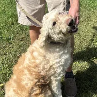 Lucy, a female Goldendoodle for sale in Groton, NY – Photo 4 of 5