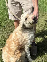 Lucy, a female Goldendoodle for sale in Groton, NY – Photo 4 of 5