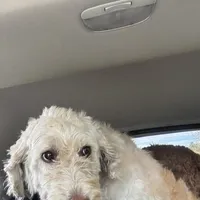 Lucy, a female Goldendoodle for sale in Groton, NY – Photo 2 of 5