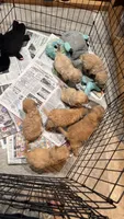 Purple , a female Miniature Goldendoodle for sale in Groton, NY – 4 of 9