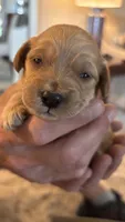 Yellow , a female Miniature Goldendoodle for sale in Groton, NY – 2 of 3