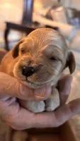 Yellow , a female Miniature Goldendoodle for sale in Groton, NY – 3 of 3
