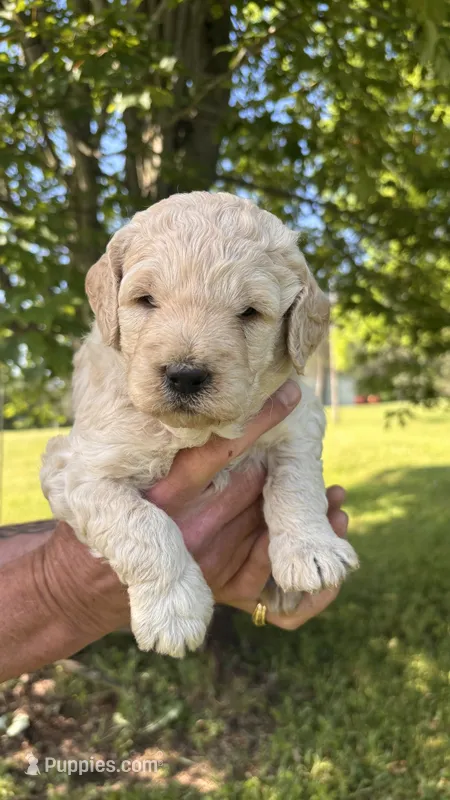 Blue Boy – Goldendoodle puppy for sale in Groton, NY