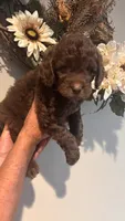 Brown, a female Goldendoodle for sale in Groton, NY – 6 of 9