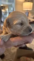 Brown , a female Miniature Goldendoodle for sale in Groton, NY – 4 of 4