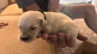 Black, a male Miniature Goldendoodle for sale in Groton, NY – 2 of 3