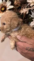 White, a male Miniature Goldendoodle for sale in Groton, NY – 5 of 8