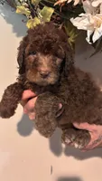 Brown, a female Goldendoodle for sale in Groton, NY – 7 of 9