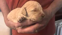 Cream Boy, a male Goldendoodle for sale in Groton, NY – 2 of 2