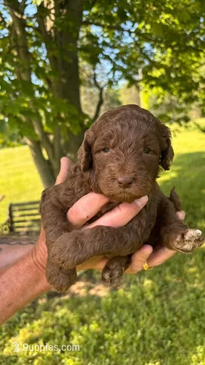 Brown – Goldendoodle puppy for sale in Groton, NY