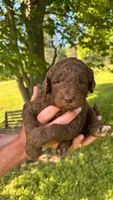 Brown, a female Goldendoodle for sale in Groton, NY – 1 of 9