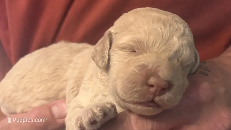 Cream Boy – Goldendoodle puppy for sale in Groton, NY