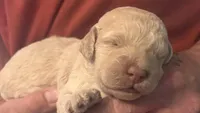 Cream Boy, a male Goldendoodle for sale in Groton, NY – 1 of 2