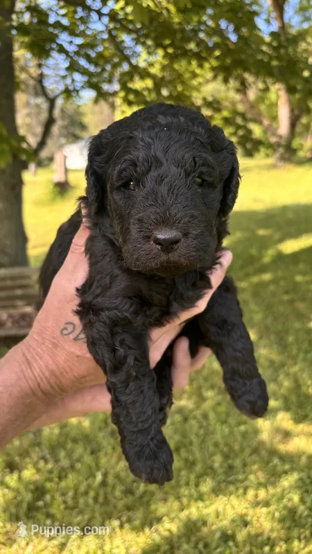 Black Boy – Goldendoodle puppy for sale in Groton, NY