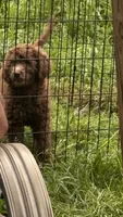Chocolate , a female Goldendoodle for sale in Groton, NY – 3 of 8