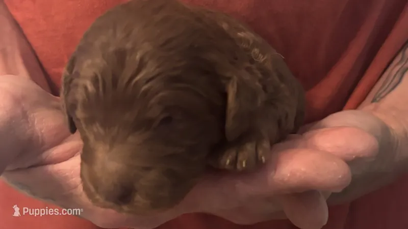 Brown Girl  – Goldendoodle puppy for sale in Groton, NY