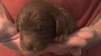 Brown Girl , a female Goldendoodle for sale in Groton, NY – 1 of 2