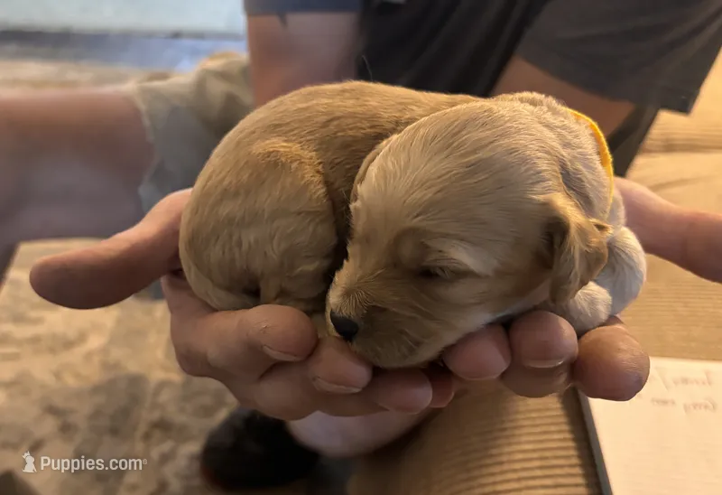 Yellow  – Miniature Goldendoodle puppy for sale in Groton, NY